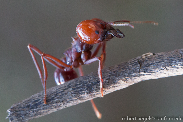 big-headed ant